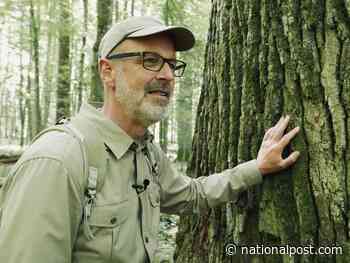 Documentary asks: If a tree falls in a forest, can you please leave it alone? - National Post