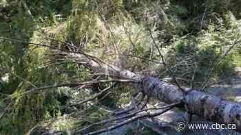 RCMP say Fairy Creek activists cut 18 trees to block vehicle access