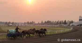 Horse euthanized after chuckwagon championships in Red Deer