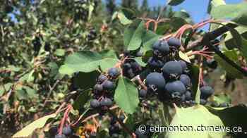 'It is a special year': Berry farmer overloaded with Saskatoon berries - CTV News Edmonton