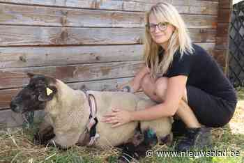 Steffi zamelt geld in voor rolstoel voor verwaarloosd schaap Charlotte