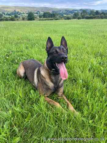 Police dog helps to capture two men after Burnley assault