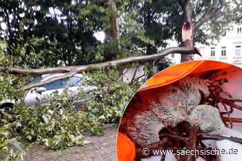 Riesa: Riesa: Verletzter Falke hat es nicht geschafft - Sächsische.de