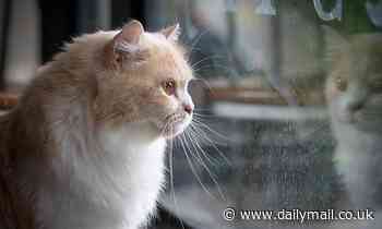 Cats are more susceptible to coronavirus infection than dogs