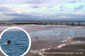 Video shows dolphins diving in and out the sea at Fleetwood
