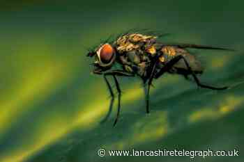 Mrs Hinch fans share genius hacks to stop flies invading your home