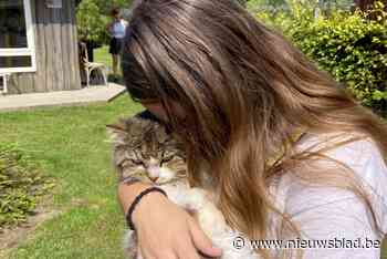 Dierenthuisje bezorgt lang verdwenen katten terug aan baasjes: “Snotteren van geluk”