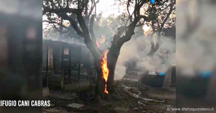 Incendi in Sardegna, le fiamme distruggono un canile a Cabras: salvati 30 animali – Video