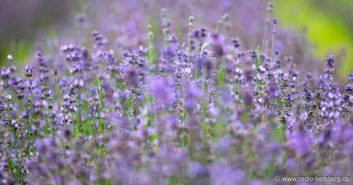 Ernte eines Lavendelfeldes: Etwas Provence in Oberbayern