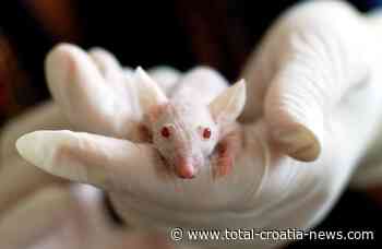 26,000 Animals Used in Experiments in Croatia, Says Association - Total Croatia News