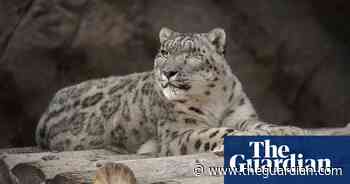 Snow leopard at San Diego zoo catches coronavirus - The Guardian
