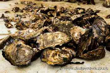 Plastic build-up in seafood may be under-estimated, study suggests - Dudley News