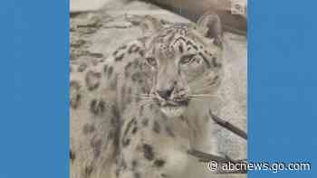 WATCH:  Snow leopard at San Diego Zoo catches COVID-19