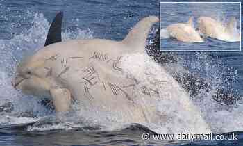 Two rare white orcas are spotted off the coast of Japan
