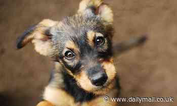 Dogs know when people are being deceitful, study suggests