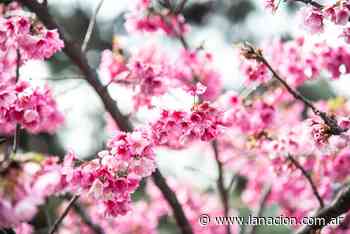 Fotogalería: florecen los cerezos y el Jardín Japonés de Buenos Aires es una fiesta de color y belleza - LA NACION
