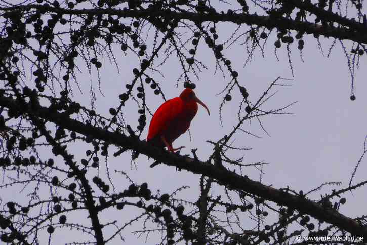 Rode ibis gespot in Liereman