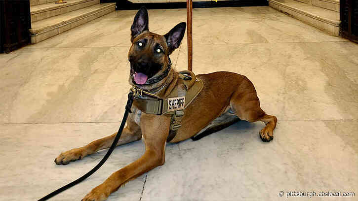 New Deputy K-9 Sammi Joins The Ranks Of Washington County Sheriff’s Office