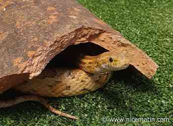 Un serpent d’1m30 découvert dans un commerce du centre-ville de Draguignan
