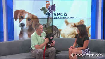 SPCA Monday: Tia Marie