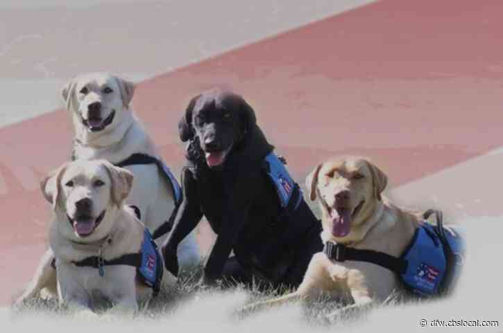 North Texas’ Patriot PAWS Have Service Dogs In Training Fulfilling Additional Purpose