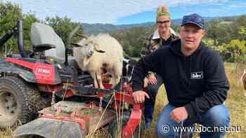 'They turn up without a hangover and don't complain about wages': Goat 'mowers' gaining popularity