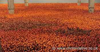 In pictures: Sir Anthony Gormley's Field for the British Isles arrives in Sunderland - ChronicleLive