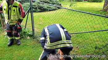 Großaufgebot in Boll - Tier gerettet: Feuerwehr befreit Fuchs - Schwarzwälder Bote