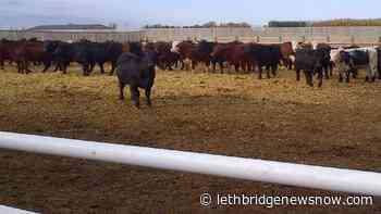 Antimicrobial research undertaken to support livestock producers - Lethbridge News Now