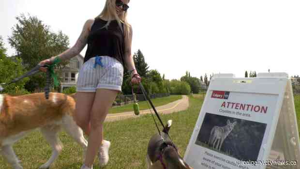 Aggressive coyote in southeast Calgary