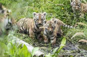 Endangered Amur tiger cubs take first steps outside - St Helens Star