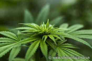 Man who produced cannabis appears in court - St Helens Star
