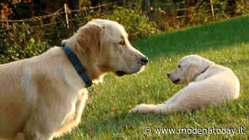 Territorio | Asili, pensioni e case vacanze per cani a Modena e provincia - ModenaToday