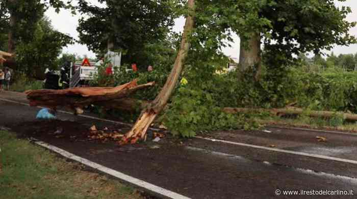 Grandine Modena: due feriti gravi nel furgone schiacchiato dall'albero - il Resto del Carlino