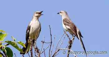 Mockingbirds Create Songs Pretty Much The Way Humans Do