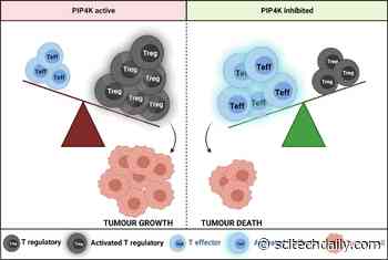 New Treatment Breakthrough: Helping the Immune System Search Out and Destroy Cancer Cells