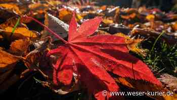 Zweite Kompost-Sammelstelle für Steinfeld beschlossen - WESER-KURIER - WESER-KURIER