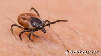Gulf Coast tick native to southeastern US found in Dunham Forest Preserve in Wayne, Illinois - WLS-TV