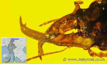 Experts discover 100M year-old weevil that used its trunk as a weapon while trying to find a mate 