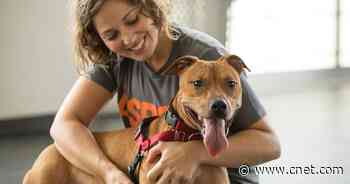 The best pet insurance for 2021     - CNET