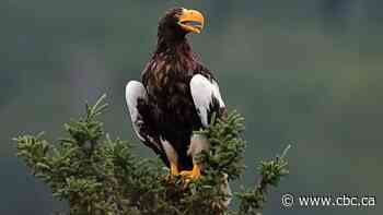 Candid photos of rare eagle visiting Gaspé peninsula snapped by father-son duo