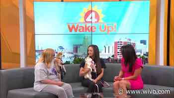 Mel's Mutts: Foxy and Sadie