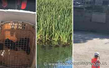 Blackburn: Six ducklings rescued from 'smelly' sewage