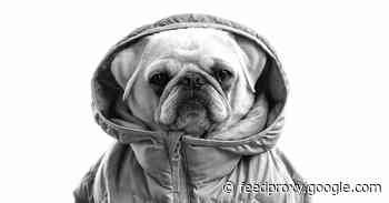 Pet portraits light up latest Shot on iPhone campaign and Today at Apple session