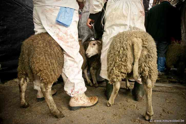 Kersvers dierenwelzijnteam van de politie ontdekt illegale slachting