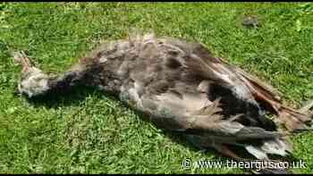 Police investigate death of duck in Hellingly Country Park