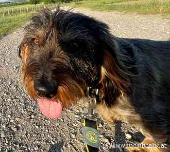 Neunkirchen: Hundefreilaufzone bleibt ein Streitthema - Neunkirchen - meinbezirk.at