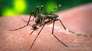 Toronto, Peel Region confirm first cases of West Nile virus positive mosquitoes this year - CP24 Toronto's Breaking News