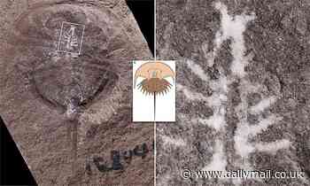 310-million-year-old horseshoe crab brain is very similar to modern-day creature's