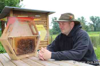 De Boerderbij verliest 15.000 bijen in demonstratiekast: “We... - Gazet van Antwerpen Mobile - Gazet van Antwerpen